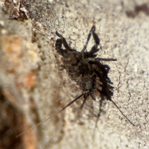 Platybrachys sp. (genus) at Russell, ACT - 22 Jul 2024 02:35 PM