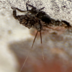 Platybrachys sp. (genus) at Russell, ACT - 22 Jul 2024 02:35 PM