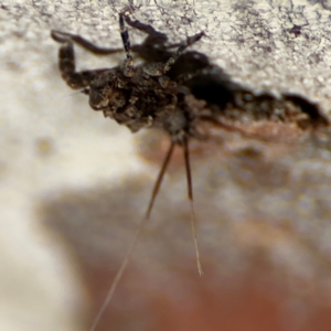 Platybrachys sp. (genus) at Russell, ACT - 22 Jul 2024 02:35 PM