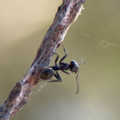 Anonychomyrma sp. (genus) at Wilton, NSW - 26 Jul 2024 by Hejor1