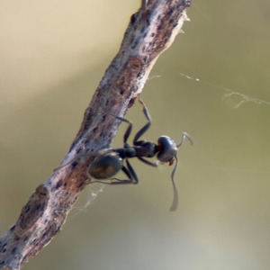 Iridomyrmex sp. (genus) at Wilton, NSW - 26 Jul 2024