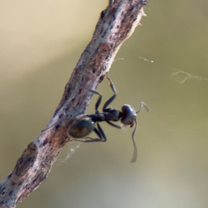 Iridomyrmex sp. (genus) at Wilton, NSW - 26 Jul 2024 01:38 PM