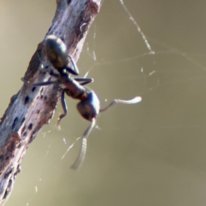 Iridomyrmex sp. (genus) at Wilton, NSW - 26 Jul 2024