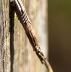Psychidae - IMMATURE larvae at Wilton, NSW - 26 Jul 2024 by Hejor1