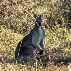 Unidentified Kangaroo or Wallaby at Minnamoolka, QLD - 26 Jul 2024 by lbradley
