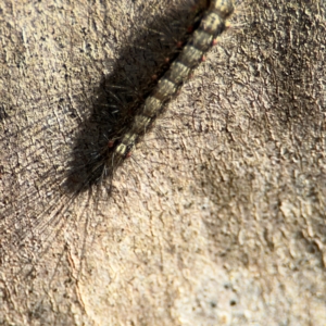 Anestia (genus) at Wilton, NSW - 26 Jul 2024 01:41 PM