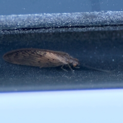 Hemerobiidae sp. (family) (Unidentified brown lacewing) at Wilton, NSW - 26 Jul 2024 by Hejor1