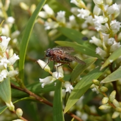 Diptera (order) (Fly - Unidentified) at Sassafras, NSW - 16 Aug 2023 by RobG1