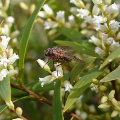 Diptera (order) (Fly - Unidentified) at Sassafras, NSW - 16 Aug 2023 by RobG1