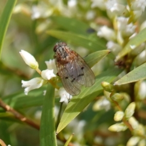 Diptera (order) at Sassafras, NSW - 16 Aug 2023