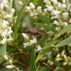 Diptera (order) at Sassafras, NSW - 16 Aug 2023 01:38 PM