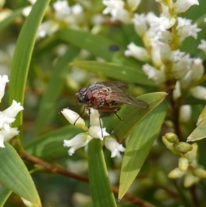 Diptera (order) at Sassafras, NSW - 16 Aug 2023