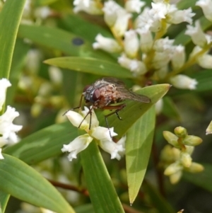 Diptera (order) at Sassafras, NSW - 16 Aug 2023