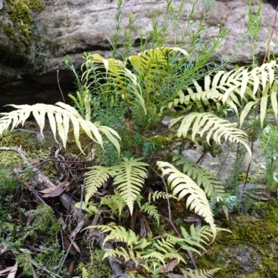 Blechnum cartilagineum (Gristle Fern) at Bulee, NSW - 16 Aug 2023 by RobG1