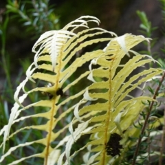 Blechnum cartilagineum at Bulee, NSW - suppressed