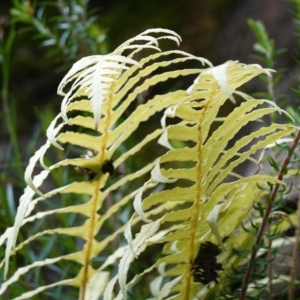 Blechnum cartilagineum at Bulee, NSW - suppressed