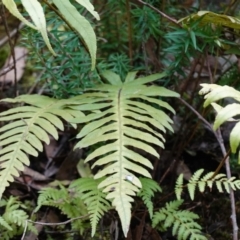 Blechnum cartilagineum at Bulee, NSW - suppressed