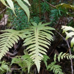 Blechnum cartilagineum at Bulee, NSW - suppressed