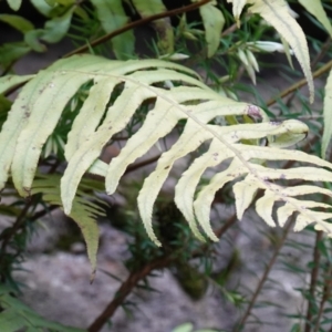 Blechnum cartilagineum at Bulee, NSW - suppressed