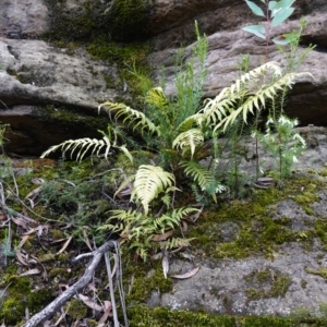 Blechnum cartilagineum at Bulee, NSW - suppressed