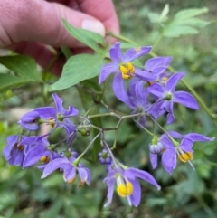 Solanum sp. at Alexandra Hills, QLD - 26 Jul 2024 by Clarel