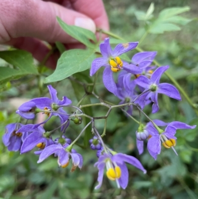 Solanum sp. at Alexandra Hills, QLD - 26 Jul 2024 by Clarel