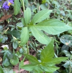 Solanum seaforthianum at Alexandra Hills, QLD - 26 Jul 2024 04:28 PM