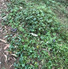 Solanum seaforthianum at Alexandra Hills, QLD - 26 Jul 2024 04:28 PM