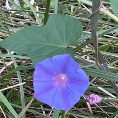 Ipomoea indica (Purple Morning Glory) at Cleveland, QLD - 26 Jul 2024 by Clarel