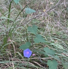 Ipomoea indica at Cleveland, QLD - 26 Jul 2024