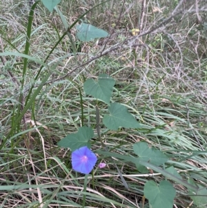 Ipomoea indica at Cleveland, QLD - 26 Jul 2024 03:56 PM