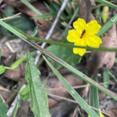 Unidentified Other Wildflower or Herb at Cleveland, QLD - 26 Jul 2024 by Clarel