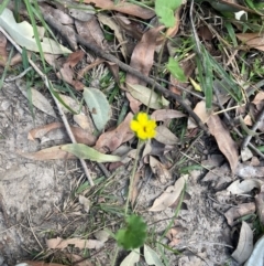 Goodenia rotundifolia at Cleveland, QLD - 26 Jul 2024 03:57 PM