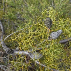 Petrophile sessilis at Bulee, NSW - 16 Aug 2023