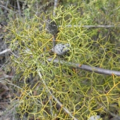 Petrophile sessilis at Bulee, NSW - 16 Aug 2023