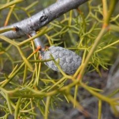 Petrophile sessilis at Bulee, NSW - 16 Aug 2023