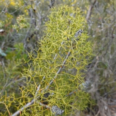 Petrophile sessilis at Bulee, NSW - 16 Aug 2023