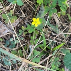 Oxalis sp. at Cleveland, QLD - 26 Jul 2024 by Clarel