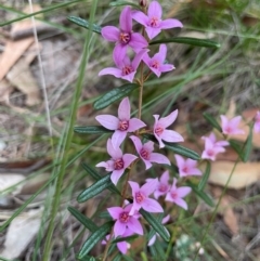 Boronia ledifolia (Ledum Boronia) at Alexandra Hills, QLD - 26 Jul 2024 by Clarel