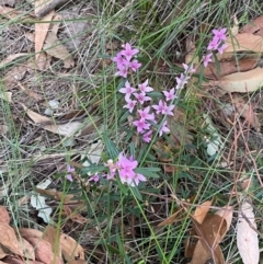 Boronia ledifolia at Alexandra Hills, QLD - suppressed