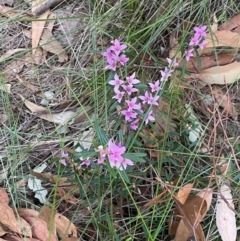 Boronia ledifolia at Alexandra Hills, QLD - 26 Jul 2024