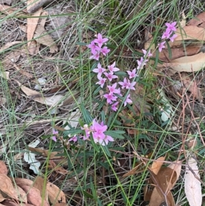 Boronia ledifolia at Alexandra Hills, QLD - suppressed