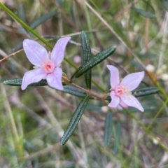 Boronia ledifolia at Alexandra Hills, QLD - suppressed