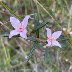 Boronia ledifolia at Alexandra Hills, QLD - 26 Jul 2024