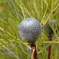 Isopogon anethifolius at Bulee, NSW - 16 Aug 2023 by RobG1