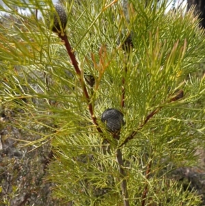 Isopogon anethifolius at Bulee, NSW - 16 Aug 2023 01:28 PM