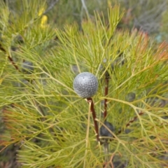 Isopogon anethifolius at Bulee, NSW - 16 Aug 2023 01:28 PM