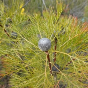 Isopogon anethifolius at Bulee, NSW - 16 Aug 2023 01:28 PM