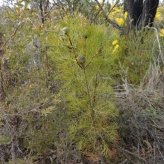 Isopogon anethifolius at Bulee, NSW - 16 Aug 2023 01:28 PM