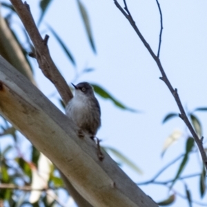 Daphoenositta chrysoptera at Penrose, NSW - 24 Jul 2024